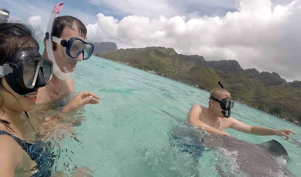 moorea-requins-raies1