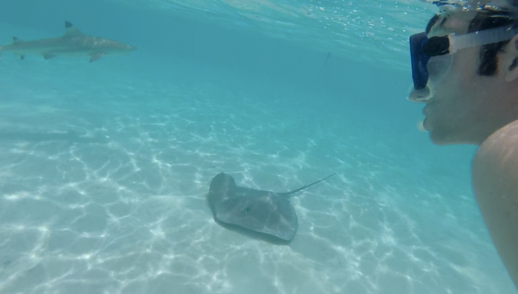 moorea-requins-raies5