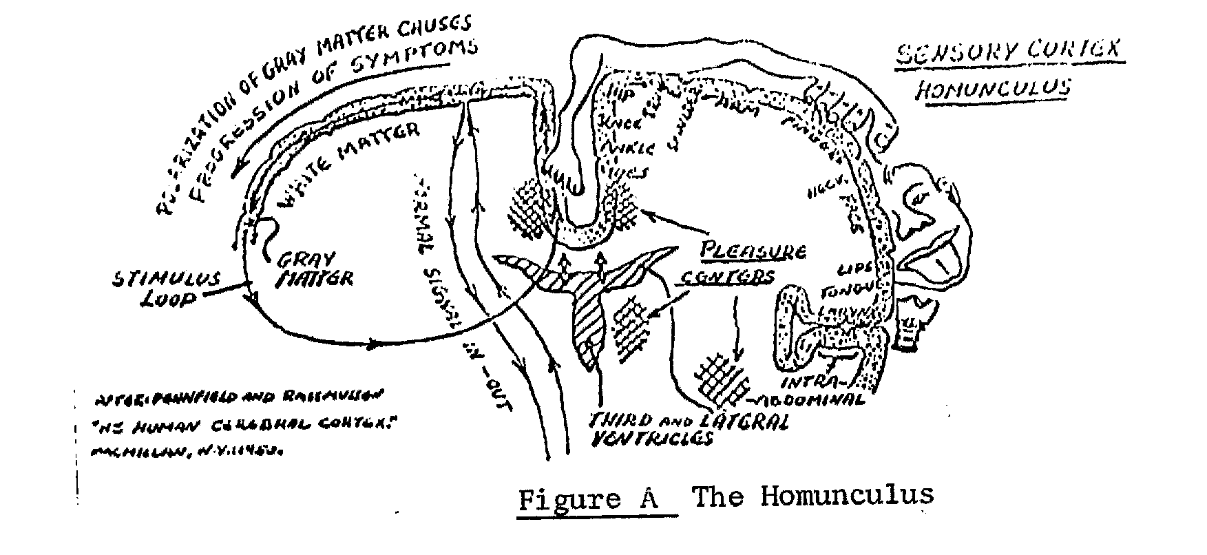 Fig. A: O homúnculo